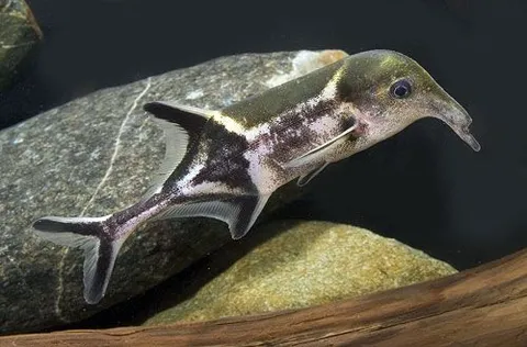 Trunk-nosed Elephantfish