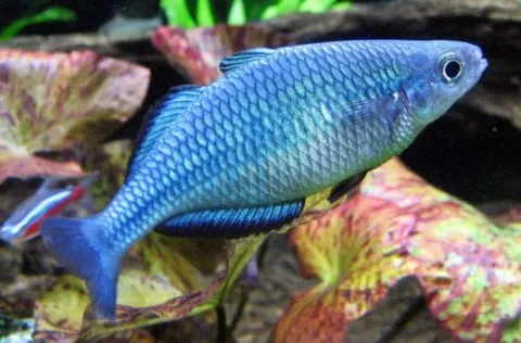 Turquoise Rainbowfish