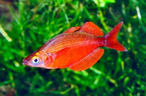 Tami Rainbowfish