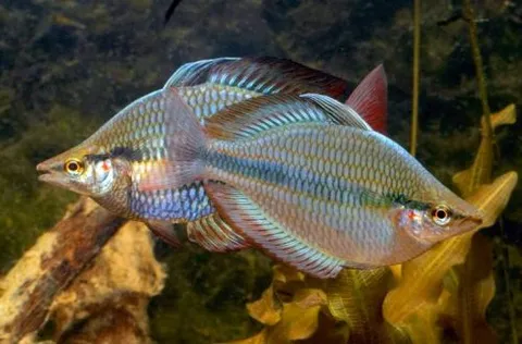 Three-striped Rainbowfish