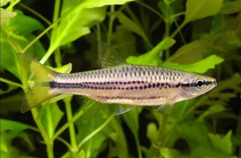 Two-striped Rasbora