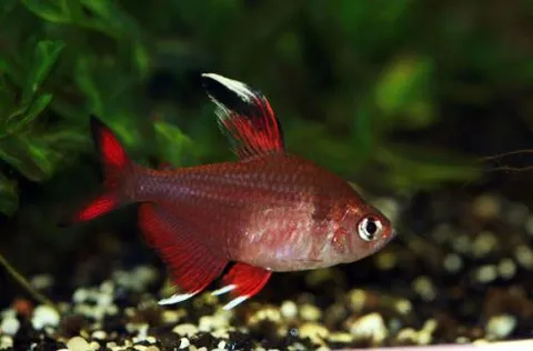 Tetra Rosa