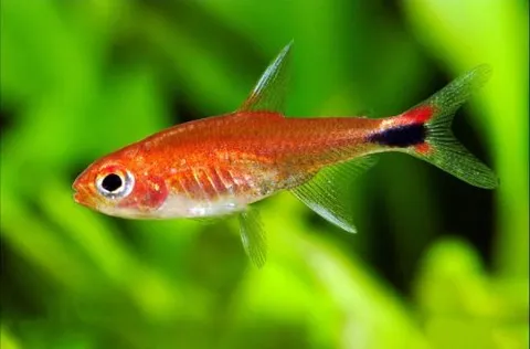 Tetra Rubí