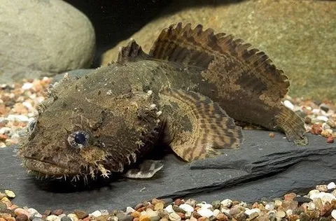 Toadfish