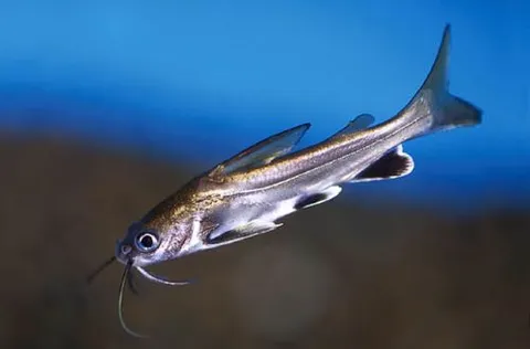 Tiburón plateado