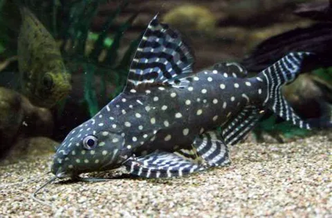 Synodontis Angel