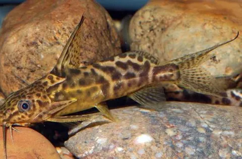 Synodontis Congo