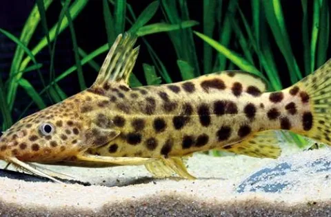 Synodontis waterloti