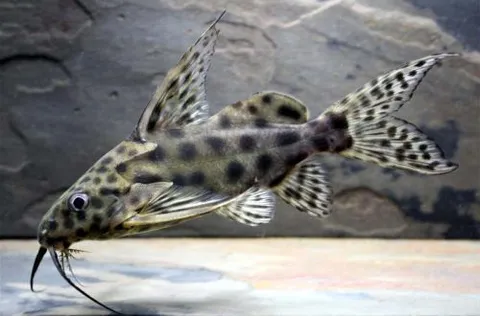 Synodontis velifer