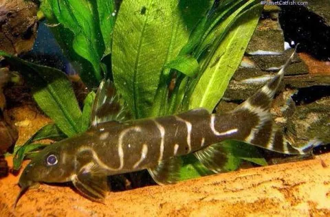 Synodontis brichardi