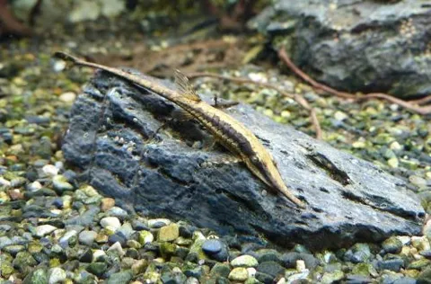 Twig Catfish