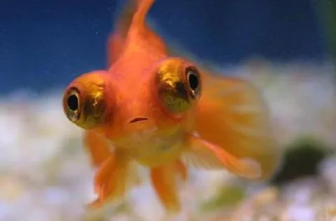 Telescope Goldfish