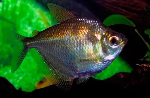 Tetra Disco