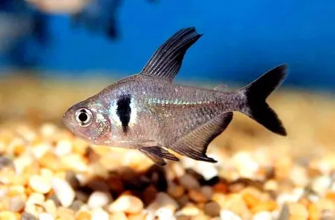 Tetra fantasma