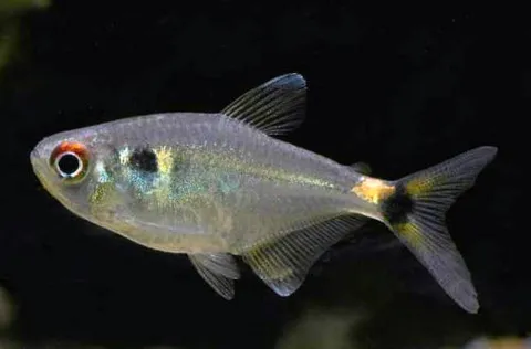 Tetra linterna