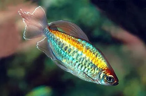 Tetra del Congo