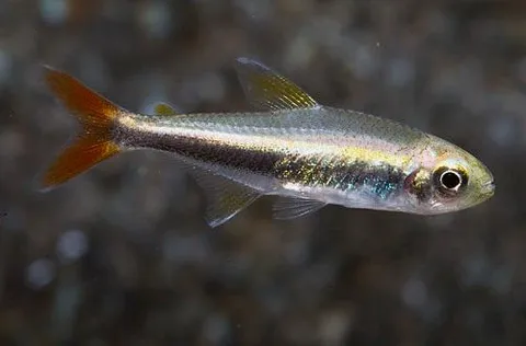 Tetra Loreto