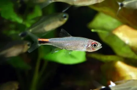 Tetra-Pimienta