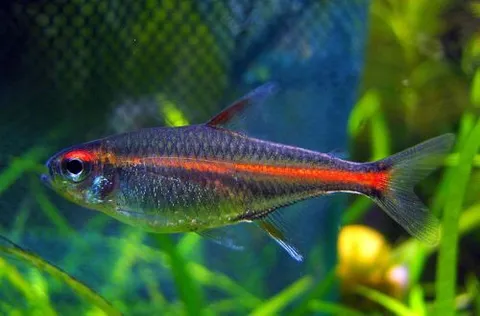 Tetra Luciérnaga