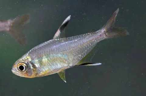 Trinidad Tetra
