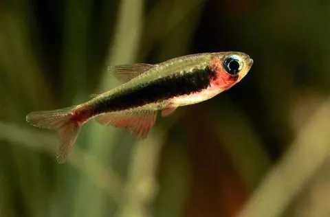 Tucano Tetra