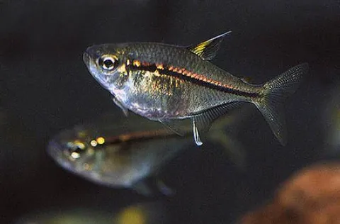 Ulrey's Tetra