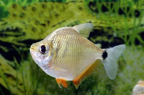 Tetragonopterus