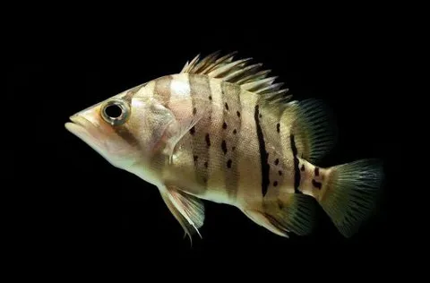 Tiger Perch