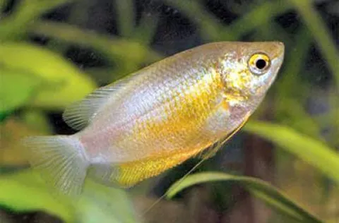 Thick-lipped Gourami