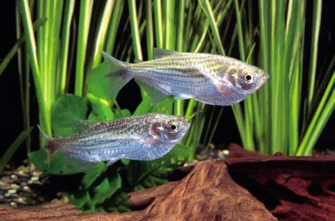 Triporteus angulatus