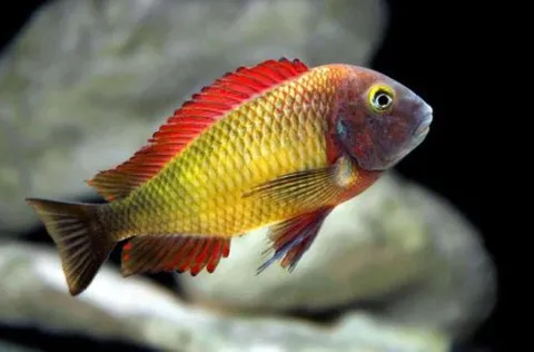Tropheus Moorii