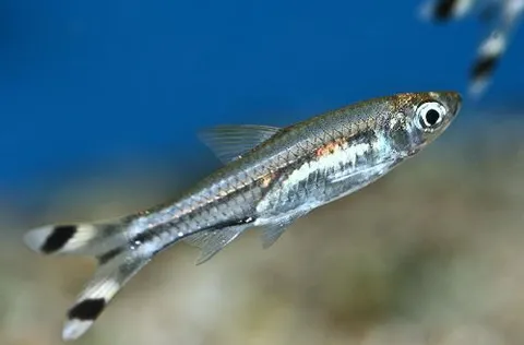 Three-lined Rasbora