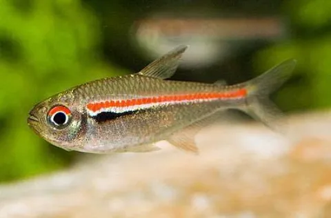 Three-lined Tetra