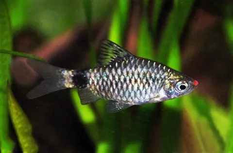 Tulip Barb