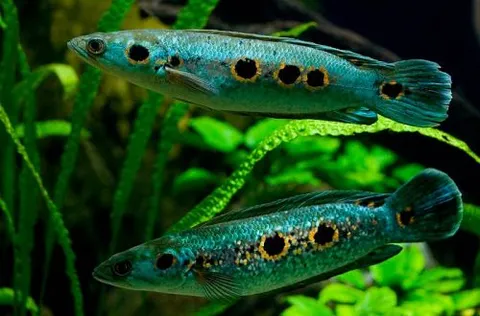 Channa pleurophthalma