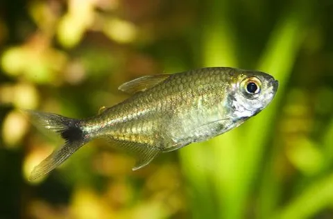 Tetra Dorada