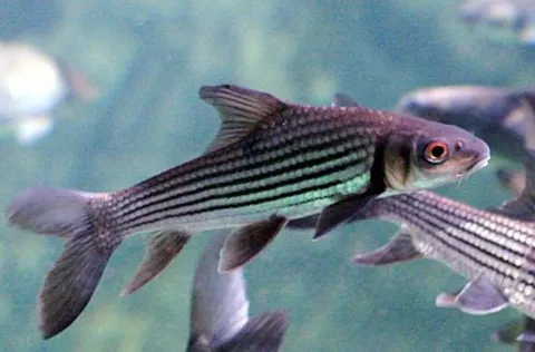 Carpa dorada de Julien